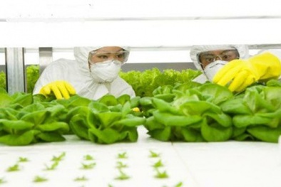 Chuỗi cung ứng thực phẩm an toàn theo ISO